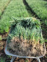 팜모닝 파·영농일지 게시글 이미지