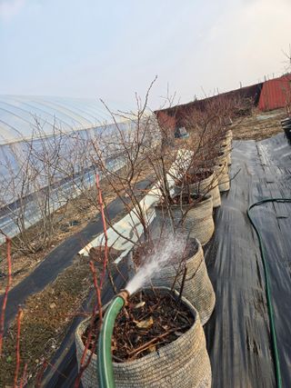 비타민님의 블루베리 · 영농일지 작성글 사진