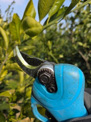 산방자연농원님의 귤 · 영농일지 작성글 사진