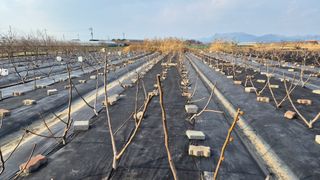 늘푸른 농장주님의 기타작물 · 영농일지 작성글 사진