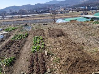 텃밭농사초보님의 기타작물 · 영농일지 작성글 사진