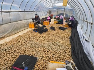 김병창님의 감자 · 영농일지 작성글 사진