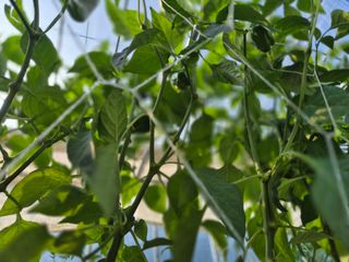 늘햇살팜 님의 기타작물 · 영농일지 작성글 사진