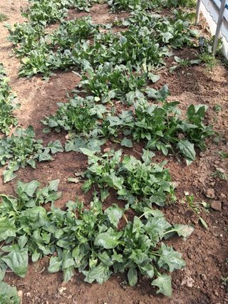 최한기님의 기타작물 · 영농일지 작성글 사진