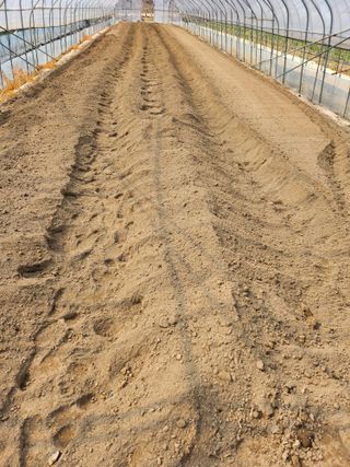 쫀쫀이할머니님의 고추 · 영농일지 작성글 사진