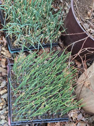 김유숙님의 기타작물 · 영농일지 작성글 사진