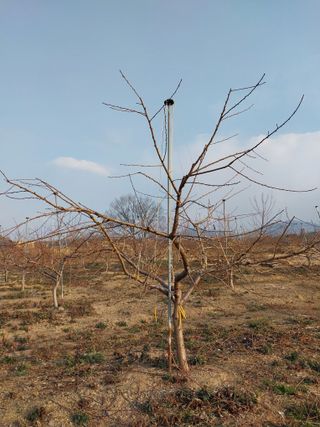 미성농장님의 복숭아 · 영농일지 작성글 사진