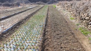 홍광희님의 기타작물 · 영농일지 작성글 사진