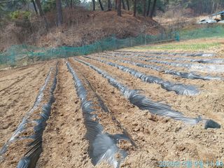 황대헌님의 감자 · 영농일지 작성글 사진