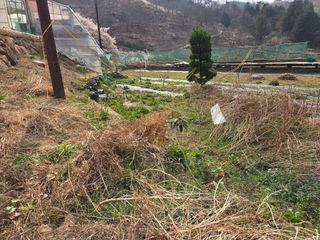 쌍둥이농장님의 기타작물 · 영농일지 작성글 사진