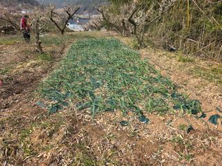 정정치님의 매실 · 영농일지 작성글 사진