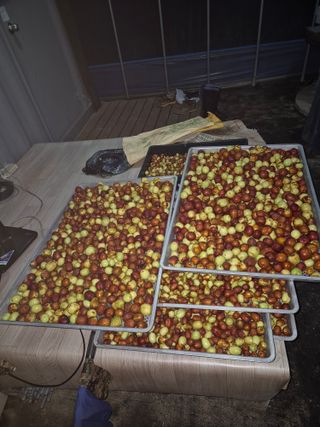 고태진님의 기타작물 · 영농일지 작성글 사진