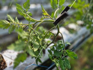 늘햇살팜 님의 기타작물 · 영농일지 작성글 사진