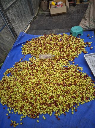 고태진님의 기타작물 · 영농일지 작성글 사진