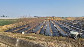 늘푸른 농장주님의 기타작물 · 영농일지 작성글 사진