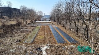 김지철님의 기타작물 · 영농일지 작성글 사진