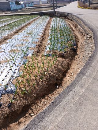 최유순님의 마늘 · 영농일지 작성글 사진