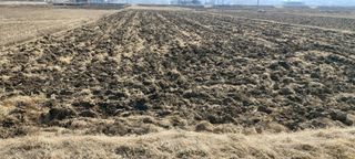 즐겁게 일하는조시형님의 벼 · 영농일지 작성글 사진