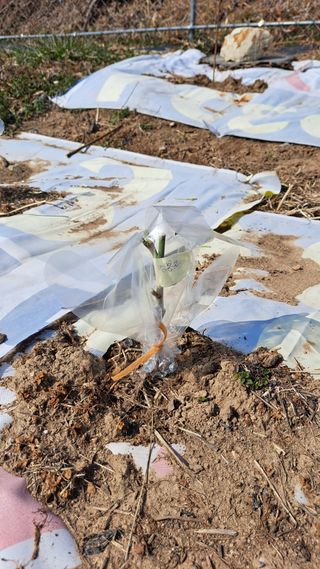 주윤발이님의 복숭아 · 영농일지 작성글 사진