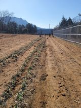 팜모닝 파·영농일지 게시글 이미지