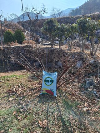 헤이쥬회원님의 매실 · 영농일지 작성글 사진