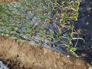 강동신님의 마늘 · 영농일지 작성글 사진