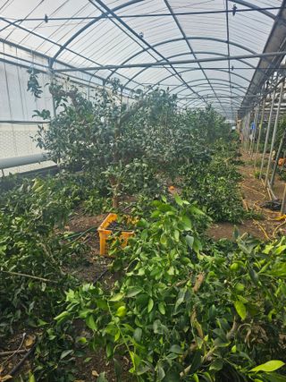 복희네농장(달콤향)님의 귤 · 영농일지 작성글 사진