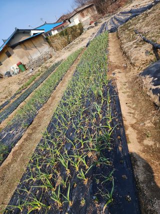 강동신님의 마늘 · 영농일지 작성글 사진