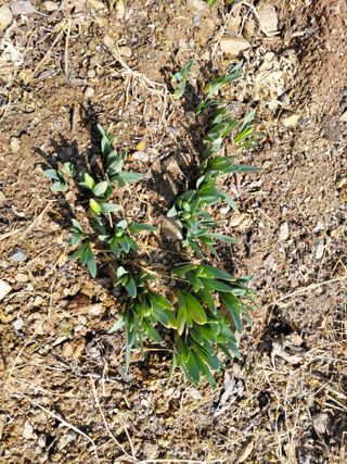 별빛농장지기님의 복숭아 · 영농일지 작성글 사진