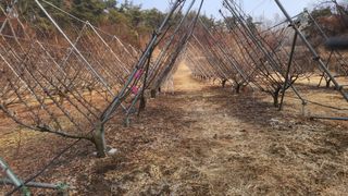 김준한님의 자두 · 영농일지 작성글 사진