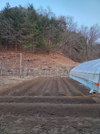 윤장원님의 감자 · 영농일지 작성글 사진