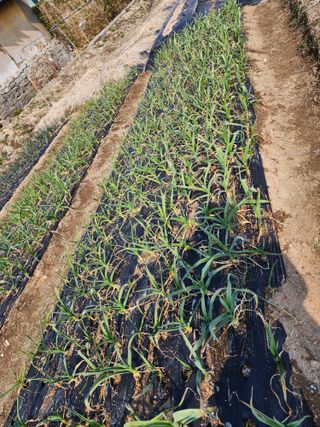 강동신님의 마늘 · 영농일지 작성글 사진