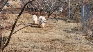 김준한님의 자두 · 영농일지 작성글 사진