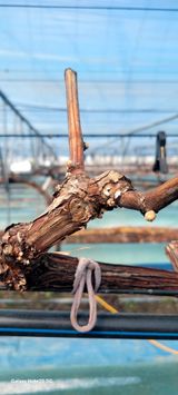 팜모닝 포도·영농일지 게시글 이미지