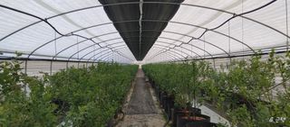 류근택님의 블루베리 · 영농일지 작성글 사진