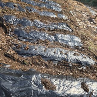 양배추21889님의 기타작물 · 영농일지 작성글 사진