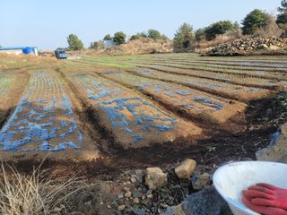 개인교수님의 양파 · 영농일지 작성글 사진