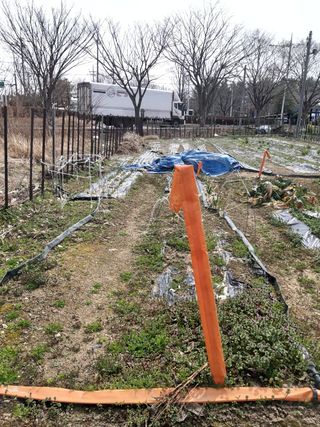 고태진님의 기타작물 · 영농일지 작성글 사진