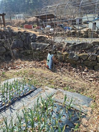 헤이쥬회원님의 매실 · 영농일지 작성글 사진