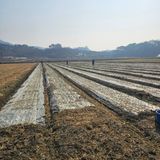 팜모닝 양파·영농일지 게시글 이미지