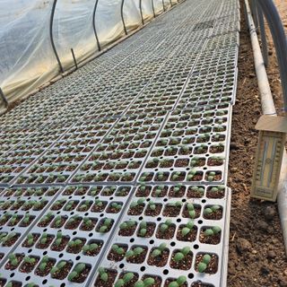 이성원님의 오이 · 영농일지 작성글 사진