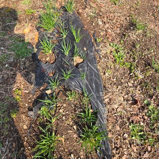 양배추21889님의 기타작물 · 영농일지 작성글 사진