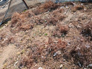 최남옥님의 기타작물 · 영농일지 작성글 사진