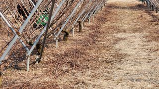 김준한님의 자두 · 영농일지 작성글 사진