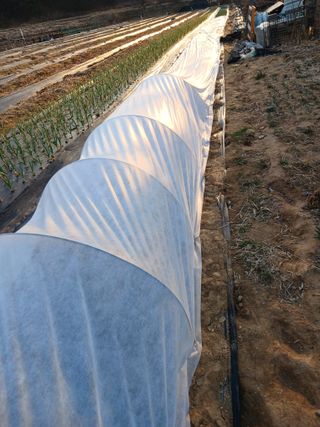 땅콩맘님의 감자 · 영농일지 작성글 사진