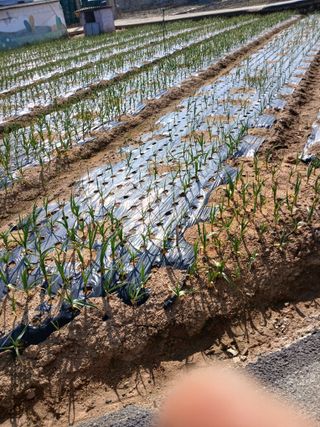 최유순님의 마늘 · 영농일지 작성글 사진