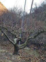 팜모닝 감·영농일지 게시글 이미지