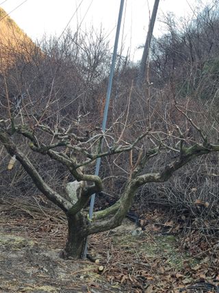 박춘성님의 감 · 영농일지 작성글 사진