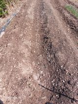 팜모닝 기타작물·영농일지 게시글 이미지