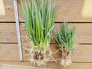 한경훈님의 파 · 영농일지 작성글 사진